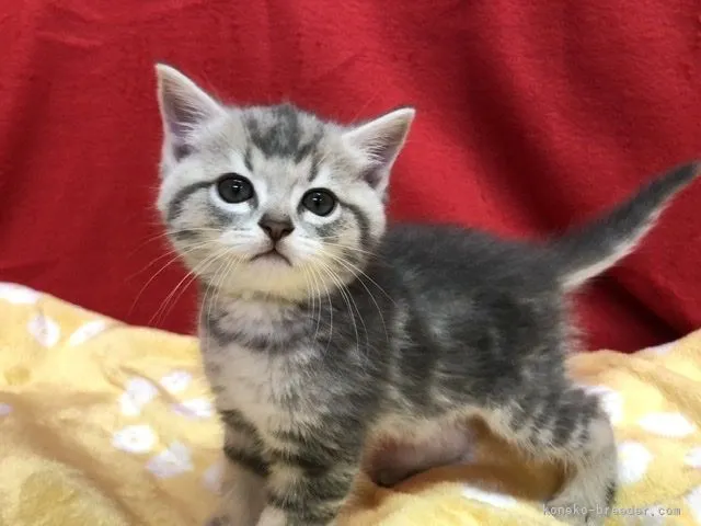 ID：2108-01252の子猫