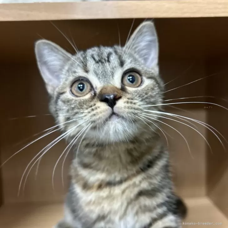 ID：2407-01349の子猫