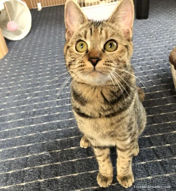 ID：2110-00967の子猫