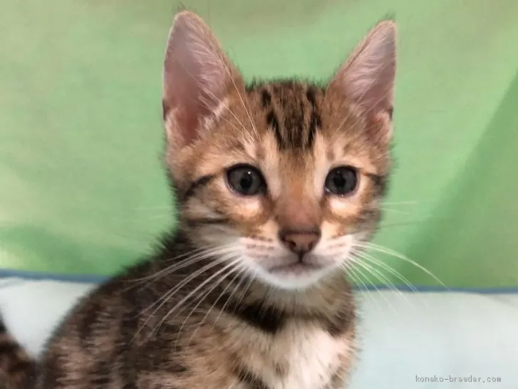 ID：2009-00164の子猫