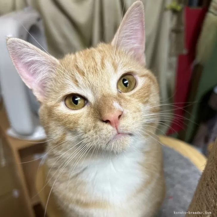 むー 様のお迎えした子猫