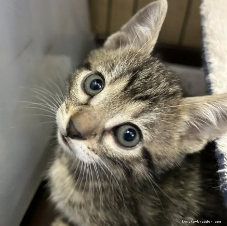ID:2310-02643の子猫