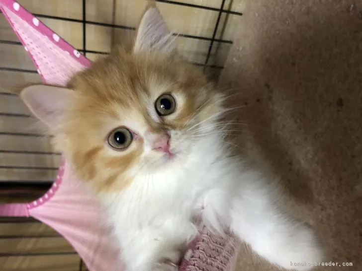 ID：2110-00522の子猫