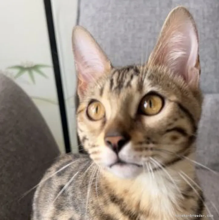 ID:2303-01522の子猫