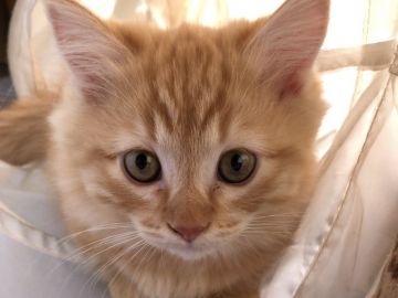 マンチカン(短足)【埼玉県・男の子・2021年8月6日・レッドタビー】の写真「モフモフの短足君」