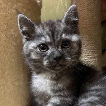 ミヌエット(短足)【埼玉県・男の子・2023年11月21日・ブラックスモーク】の写真「お腹がちょっと白いんです！」