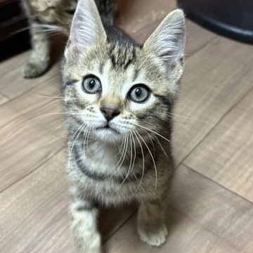 ジェネッタ【埼玉県・男の子・2024年8月26日・ブラウンスポテッドタビー】の写真「元気な子です」