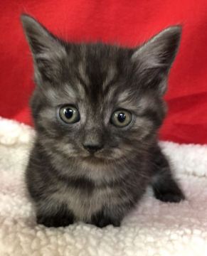 ミヌエット【埼玉県・男の子・2020年9月8日・ブラックスモーク】の写真「短足くんです」