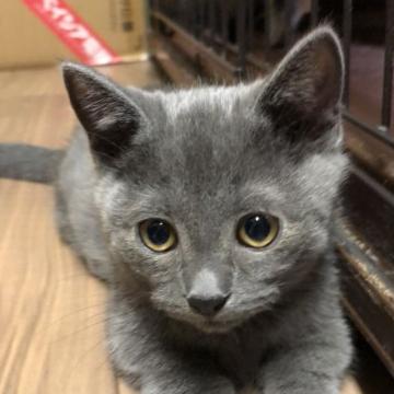 マンチカン(短足)【埼玉県・男の子・2022年5月27日・ブルー】の写真「ブルーの毛並みが綺麗です」