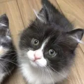 ミヌエット【埼玉県・男の子・2022年4月5日・ブラックスモークアンドホワイト】の写真1