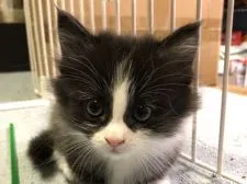 ミヌエット【埼玉県・男の子・2021年10月7日・ブラックスモーク&ホワイト】の写真1