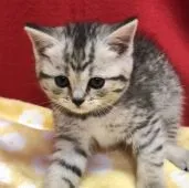 ミヌエット【埼玉県・女の子・2021年4月13日・シルバータビー】の写真1