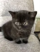 マンチカン(短足)【埼玉県・男の子・2020年11月17日・ブラックスモーク】の写真1