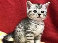 ミヌエット【埼玉県・女の子・2021年4月13日・シルバータビー】の写真2