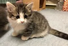 ミヌエット【埼玉県・男の子・2021年10月7日・シルバータビー&ホワイト】の写真2