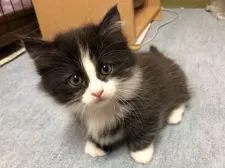 ミヌエット【埼玉県・男の子・2021年10月7日・ブラックスモーク&ホワイト】の写真2