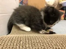 ミヌエット【埼玉県・男の子・2021年10月7日・ブラックスモーク&ホワイト】の写真3