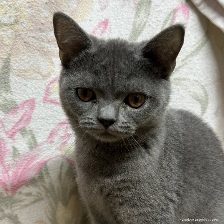 ブリーダー画像