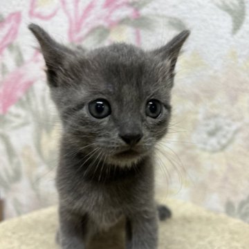 マンチカン(長足)【埼玉県・男の子・2025年10月14日・ブルータビー】の写真「小顔の可愛い男の子です！」