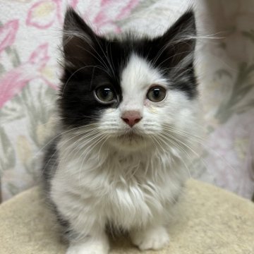 ミヌエット(短足)【埼玉県・男の子・2025年8月1日・ブラックアンドホワイト】の写真「おっとり控えめな男の子！毛並みはロング」