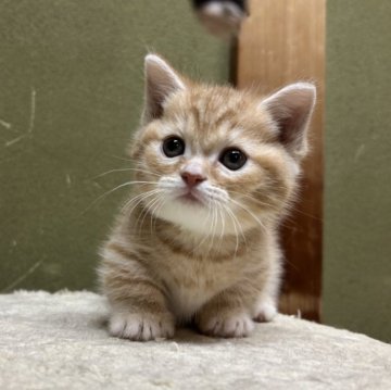 マンチカン(短足)【埼玉県・男の子・2025年1月26日・レッドタビー】の写真「むっちりボディが可愛い子」