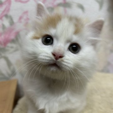 マンチカン(短足)【埼玉県・男の子・2025年10月14日・レッドアンドホワイトバン】の写真「むちコロ短足くん！」