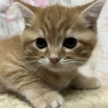マンチカン(長足)【埼玉県・男の子・2025年7月28日・レッドタビー】の写真「キリリとした顔つきイケメン君」