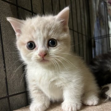 マンチカン(短足)【埼玉県・男の子・2025年7月16日・クリームタビーアンドホワイト】の写真「まんまるお顔がかわいい子」