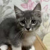 マンチカン(短足)