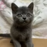 マンチカン(長足)
