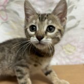 ジェネッタ