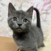 マンチカン(長足)