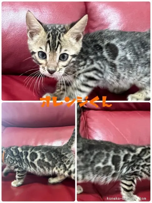 M.T 様のお迎えした子猫