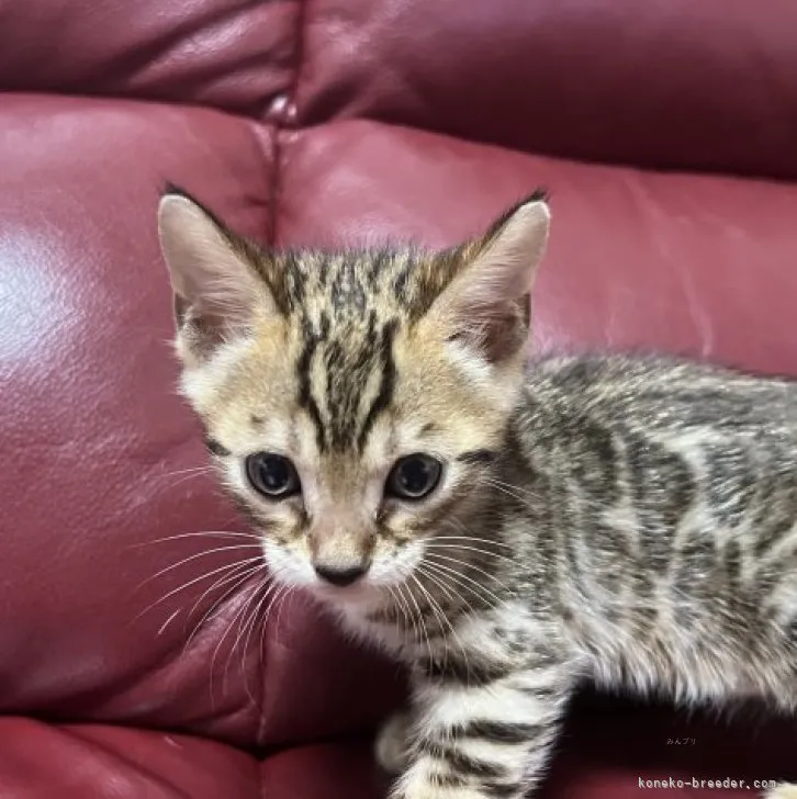 ID：2309-00692の子猫