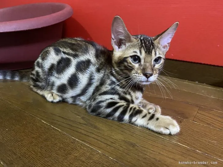 りん 様のお迎えした子猫