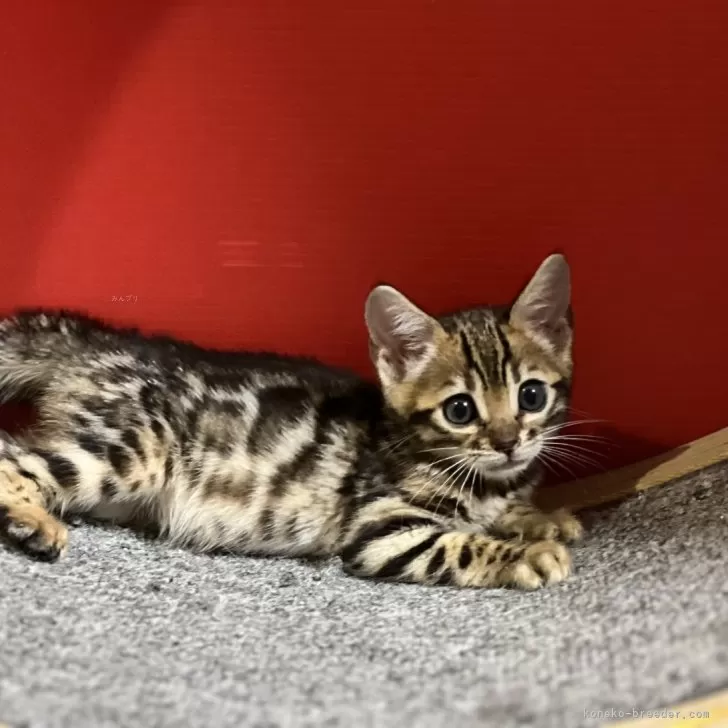 ID：2405-00133の子猫