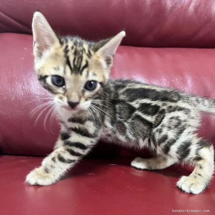 猫田猫蔵 様のお迎えした子猫