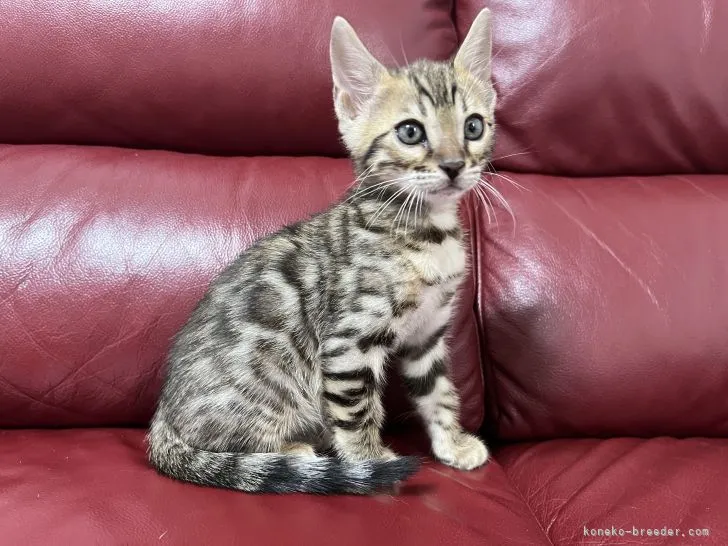 ID:2205-00965の子猫