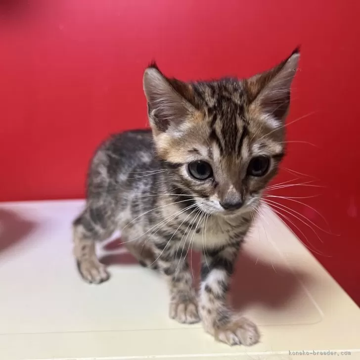 ID：2405-00134の子猫