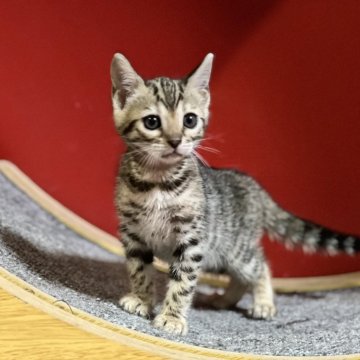 ベンガル【香川県・女の子・2024年5月9日・ブラウンスポテッドタビー】の写真「可愛いお顔の女の子( ơ ᴗ ơ )」