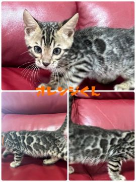 ベンガル【香川県・男の子・2022年1月3日・ブラウン・スポテッド・タビー】の写真「小ぶりな男の子∩(^ΦωΦ^)∩」