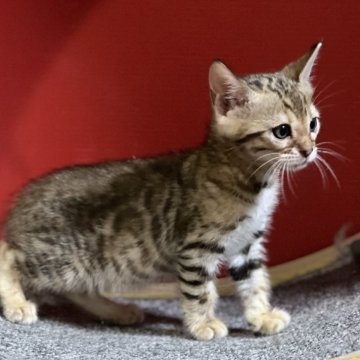 ベンガル【香川県・女の子・2024年5月9日・ブラウンスポテッドタビー】の写真「明るい色合いで綺麗です♡( ˘ ³˘)✩*.°」