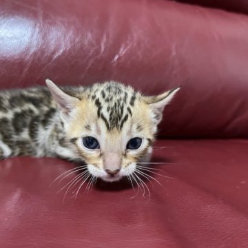 ベンガル【香川県・女の子・2023年3月12日・ブラウン・スポテッド・タビー】の写真「綺麗なロゼット(⑉︎• •⑉︎)♡︎」