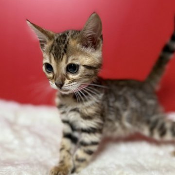 ベンガル【香川県・女の子・2024年8月27日・ブラウン スポテッド タビー】の写真「綺麗なロゼットちゃん✨価格⤵︎ ︎」