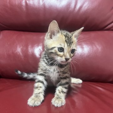 ベンガル【香川県・男の子・2024年3月21日・ブラウン・スポテッド・タビー(ロゼット)】の写真「可愛いお顔の女の子( ơ ᴗ ơ )」