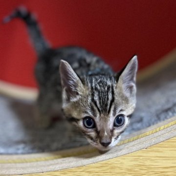 ベンガル【香川県・男の子・2024年8月6日・ブラウン スポテッド タビー】の写真「最終価格!!  10/4 までの販売です!!」