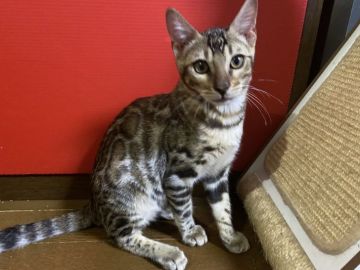 ベンガル【香川県・男の子・2021年3月15日・ブラウン・スポテッド・タビー】の写真「日々綺麗に成長中(*´˘`*)♡」