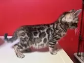 ベンガル【香川県・男の子・2024年4月5日・ブラウン・スポテッド・タビー(ロゼット)】の写真2