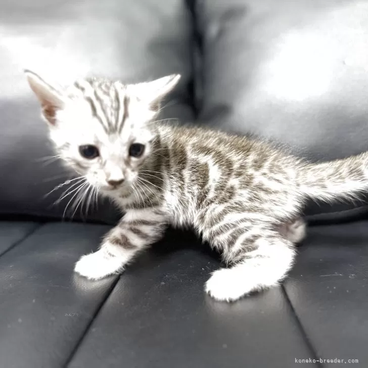 ID：2508-00420の子猫