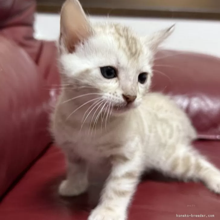 Nine 様のお迎えした子猫